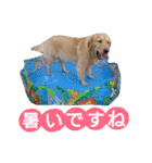 ゴールデンレトリバーのあんこさん（個別スタンプ：24）