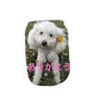 りぺろ(トイプードル)（個別スタンプ：2）