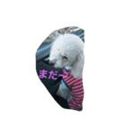 りぺろ(トイプードル)（個別スタンプ：4）