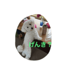 りぺろ(トイプードル)（個別スタンプ：6）
