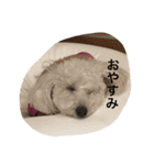 りぺろ(トイプードル)（個別スタンプ：8）