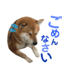 柴犬みみ太です。挨拶編（個別スタンプ：2）