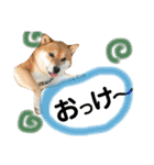 柴犬みみ太です。挨拶編（個別スタンプ：8）