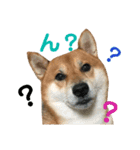 柴犬みみ太です。挨拶編（個別スタンプ：9）