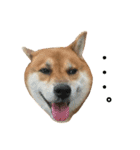 柴犬みみ太です。挨拶編（個別スタンプ：10）