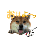 柴犬みみ太です。挨拶編（個別スタンプ：12）