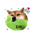 柴犬みみ太です。挨拶編（個別スタンプ：15）