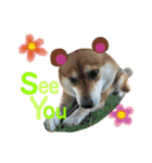 柴犬みみ太です。挨拶編（個別スタンプ：16）
