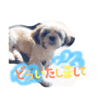 栄五郎（個別スタンプ：12）