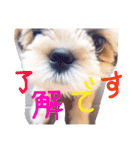 栄五郎（個別スタンプ：33）