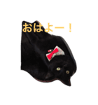 クロ君とぶちゃ君（個別スタンプ：5）