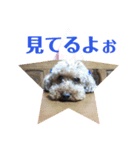ワンニャン一言（個別スタンプ：3）