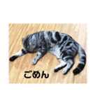 ワンニャン一言（個別スタンプ：6）