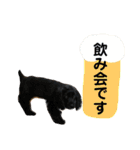 E コッカーと時たまボーダーコリー（個別スタンプ：4）