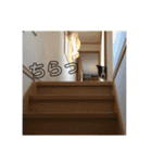 E コッカーと時たまボーダーコリー（個別スタンプ：5）