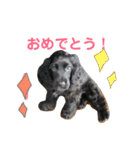E コッカーと時たまボーダーコリー（個別スタンプ：17）