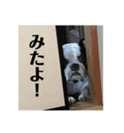 三平君のスタンプ（個別スタンプ：3）
