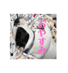 三平君のスタンプ（個別スタンプ：6）