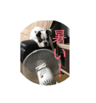 三平君のスタンプ（個別スタンプ：24）