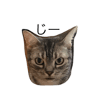 愛猫 太陽 スタンプ（個別スタンプ：1）