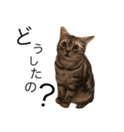 愛猫 太陽 スタンプ（個別スタンプ：3）