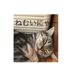 愛猫 太陽 スタンプ（個別スタンプ：4）