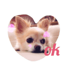 群馬に住んでいる。犬と猫（個別スタンプ：1）