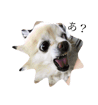 群馬に住んでいる。犬と猫（個別スタンプ：3）
