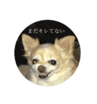 群馬に住んでいる。犬と猫（個別スタンプ：4）