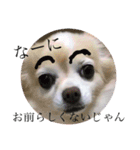 群馬に住んでいる。犬と猫（個別スタンプ：5）