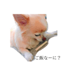 群馬に住んでいる。犬と猫（個別スタンプ：6）