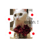 群馬に住んでいる。犬と猫（個別スタンプ：9）