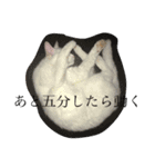 群馬に住んでいる。犬と猫（個別スタンプ：10）