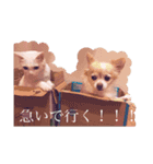 群馬に住んでいる。犬と猫（個別スタンプ：11）