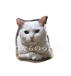 群馬に住んでいる。犬と猫（個別スタンプ：15）