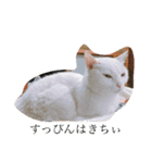 群馬に住んでいる。犬と猫（個別スタンプ：16）