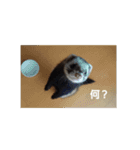 フェレットもずく（個別スタンプ：1）