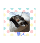 フェレットもずく（個別スタンプ：2）