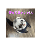 フェレットもずく（個別スタンプ：3）