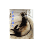 フェレットもずく（個別スタンプ：4）