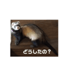 フェレットもずく（個別スタンプ：5）