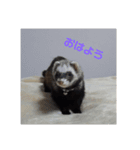 フェレットもずく（個別スタンプ：11）