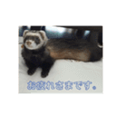 フェレットもずく（個別スタンプ：13）