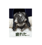 フェレットもずく（個別スタンプ：15）
