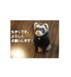 フェレットもずく（個別スタンプ：16）