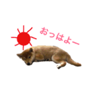 柴犬マリ  あいさつ（個別スタンプ：1）
