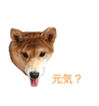 柴犬マリ  あいさつ（個別スタンプ：4）