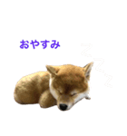柴犬マリ  あいさつ（個別スタンプ：5）
