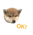 柴犬マリ  あいさつ（個別スタンプ：6）