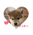 柴犬マリ  あいさつ（個別スタンプ：8）